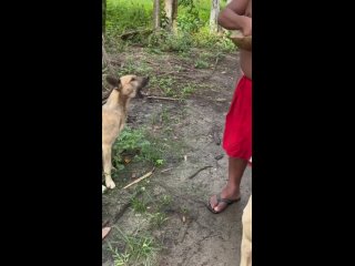 indian dog eats picanha